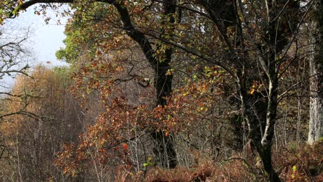 autumn forest scene