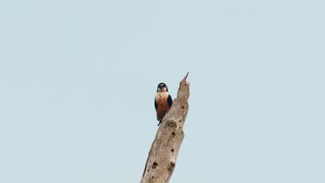 Black-thighed-Falconet,-Microhierax-fringillarius