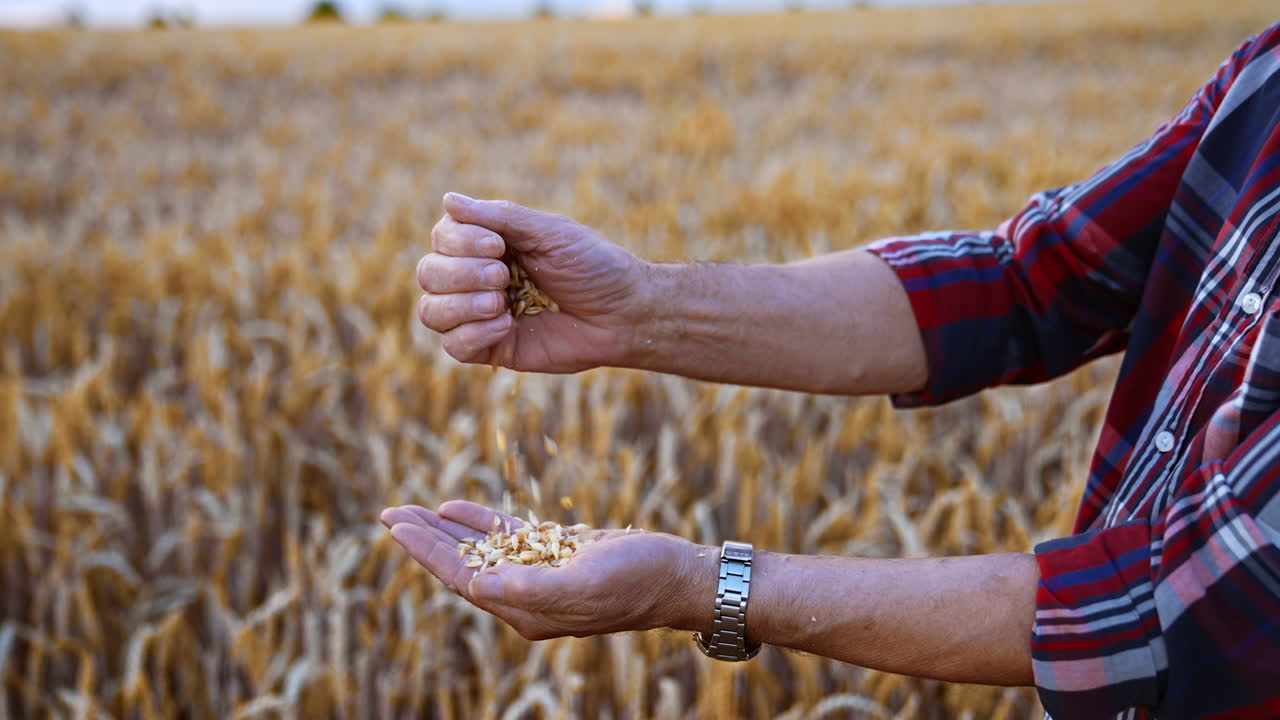 Unrecognized man pouring some grain from one hand into another. Yellow ripe field of wheat at backdrop in blur.