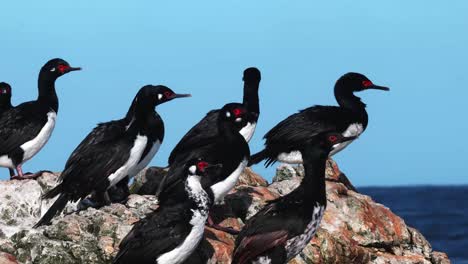 cormorants sitting on a rock in front of the ocean on a sunny day