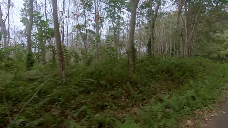 andar en moto por un bosque