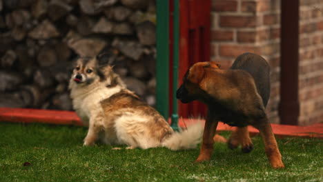 Belgian-Malinois-Puppy-Playing-and-Biting-a-Beige-Border-Collie-Medium-Exterior-Shot