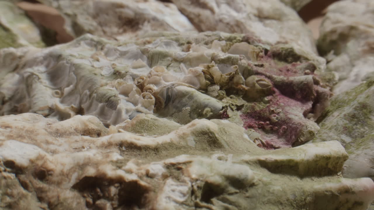 Macro Shot of Marine Barnacles and Algae on a Rock Surface