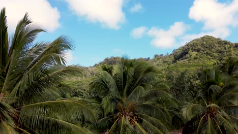 Static-aerial-shot-of-Sleeping-Giant,-Kapaa-Hill---Kauai,-Hawaii-Shot-showing-the-beautiful-tropical-forest-with-palms-and-mountains