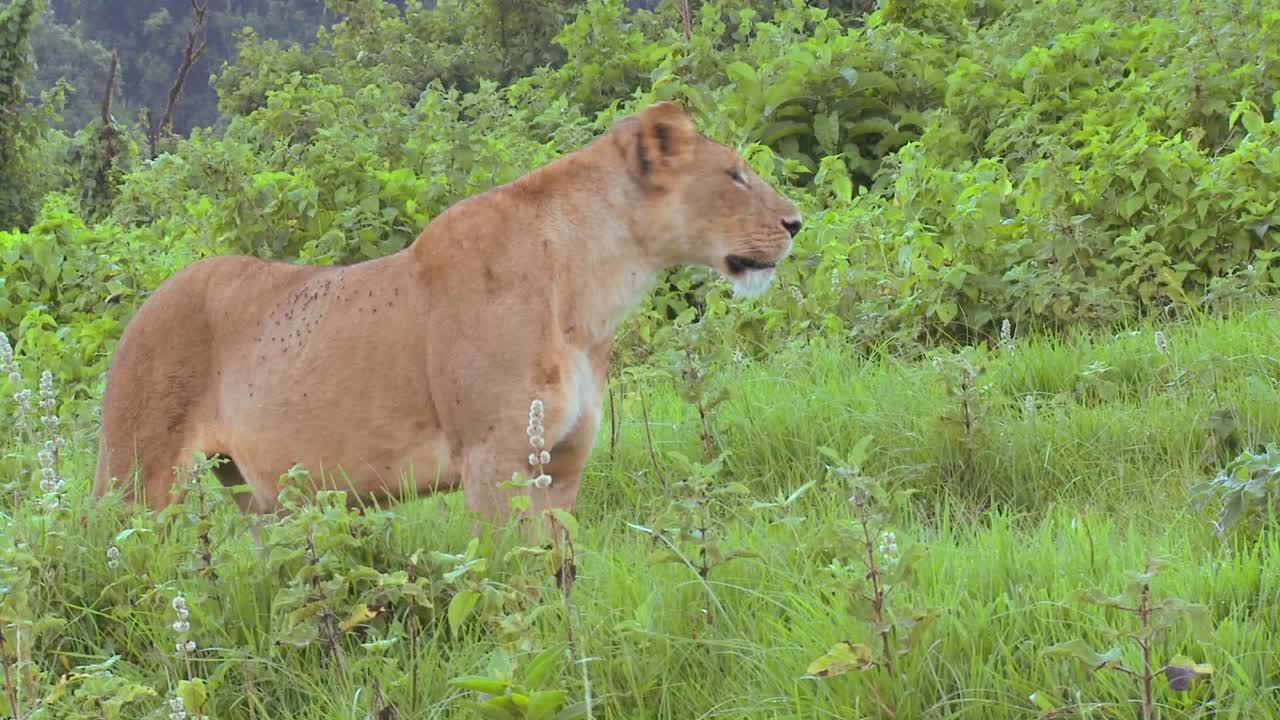 자랑스럽게 포즈를 취하는 암컷 사자