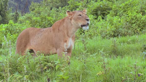 A-female-lion-poses-proudly