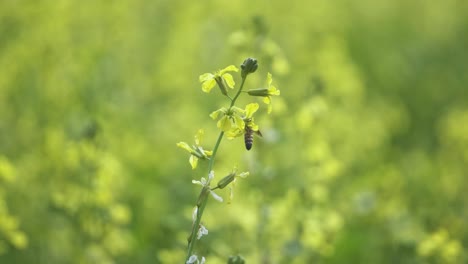 Closeup-shot-of-honey-bee-feeding-on-nectar-or-pollen-of-a-Mustard-flower-in-farm-fields