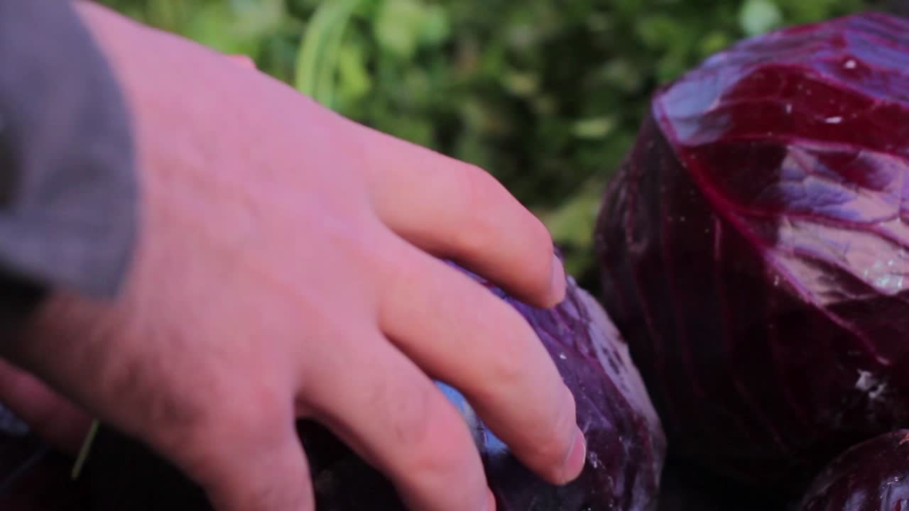 comprar verduras en la tienda de verduras 4