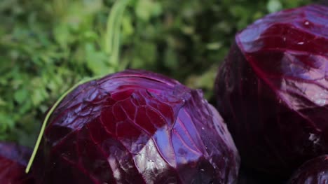 Shopping-Vegetable-In-Greengrocer-4