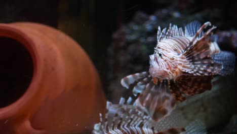 pez león en el acuario