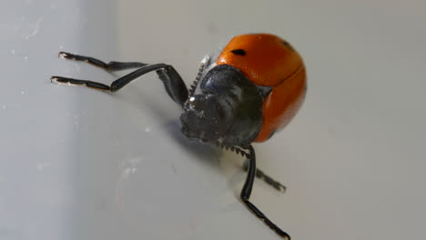 Beetle-insect-bug-with-spreaded-legs-crawling-on-white-surface,-macro-view