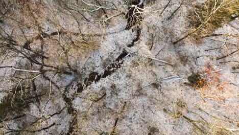 barren trees on mount sequoyah, arkansas, textures of winter, no snow, daylight, aerial view