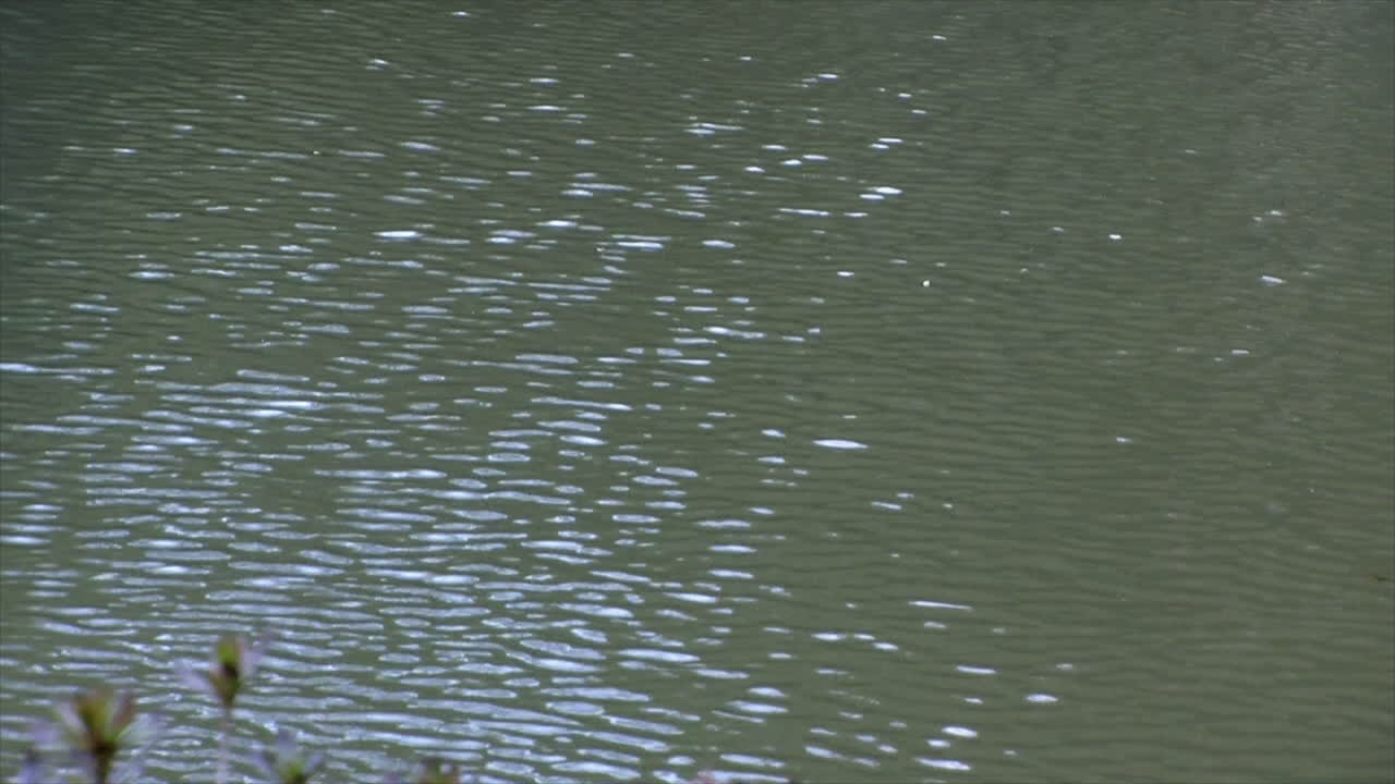 일본 정원에서 연못 물이 부드럽게 잔물결을 일으키고 반짝인다