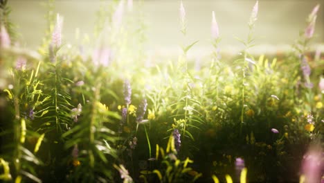flores silvestres en el campo
