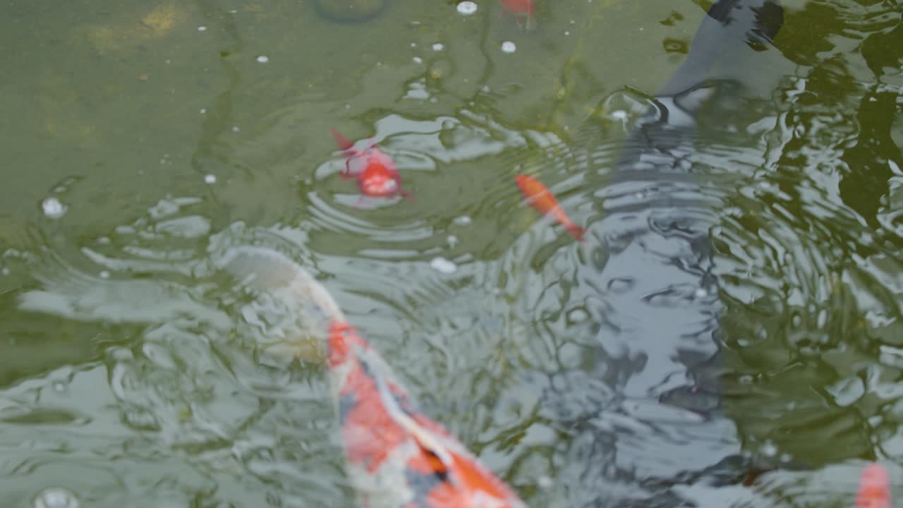 Large koi and goldfish swim in a green pond, natural daylight, overhead camera, gentle ripples