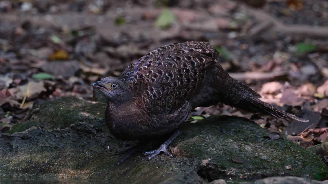 visto bebiendo agua en lo profundo del pie, inclinándose y levantando la cabeza para dejar que el agua baje por la garganta, pavo real gris-fazán polyplectron bicalcaratum, tailandia