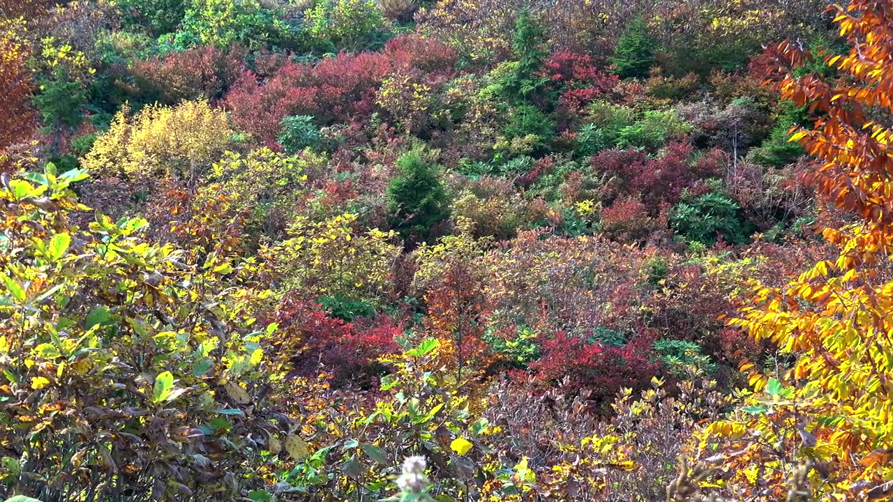 鮮やかな紅葉に彩られた秋の森の樹冠。