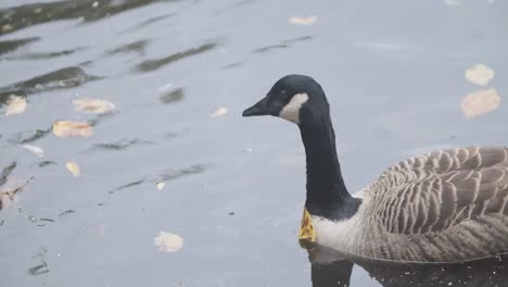 Canada-goose-bird-swimming-in-an-autumn-pond-slow-motion