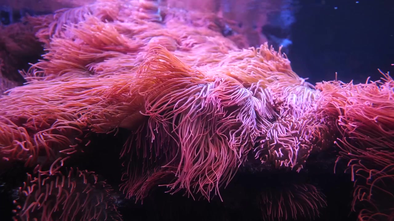 Tentacoli di anemone di mare rosa che fluttuano e ondeggiano sott'acqua in un acquario marino, in primo piano.