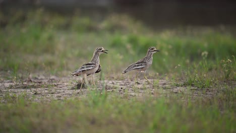 Matting-dance-of-Birds