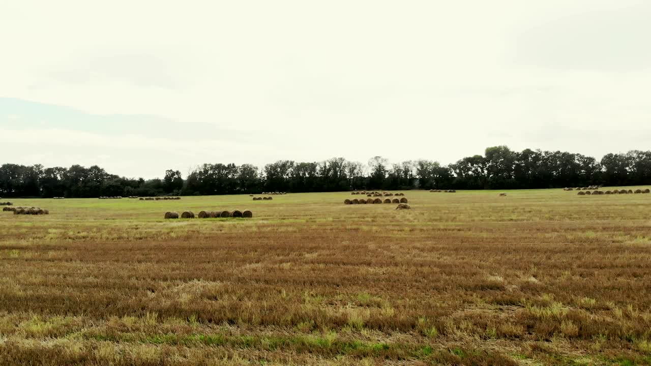 filmación de video aero. un gran campo de trigo cortado, después de la cosecha. muchas gachas, grandes balas de paja. día de verano