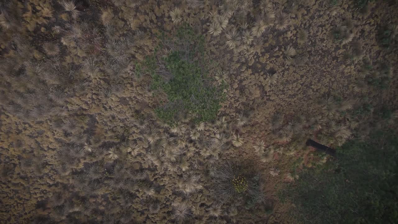 Descending drone shot moving through a fog bank, ending at the treetops in Paso de Cortés, Mexico