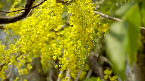 La-Lluvia-Dorada-Flor-Laburnum-Indio-Planta-Kanikonna-