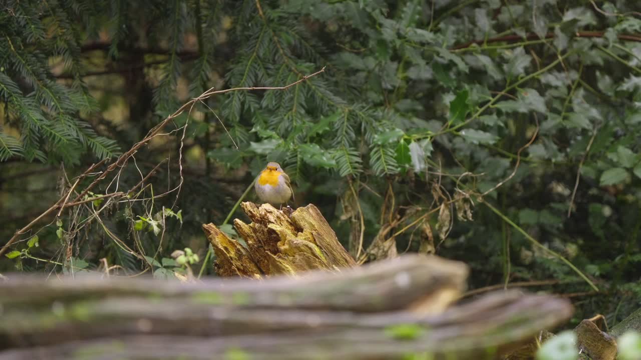 Medium centered closeup of robin perched still on broken stump in soft shaded forest area