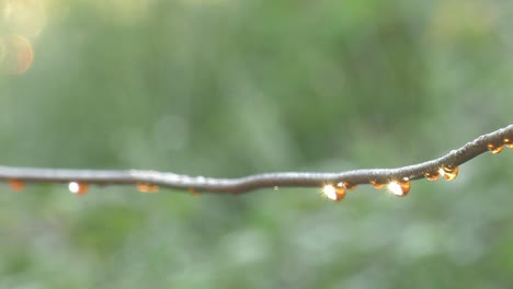 Dew-drops-on-fence-wire-sparkling-in-morning-sunlight,-macro