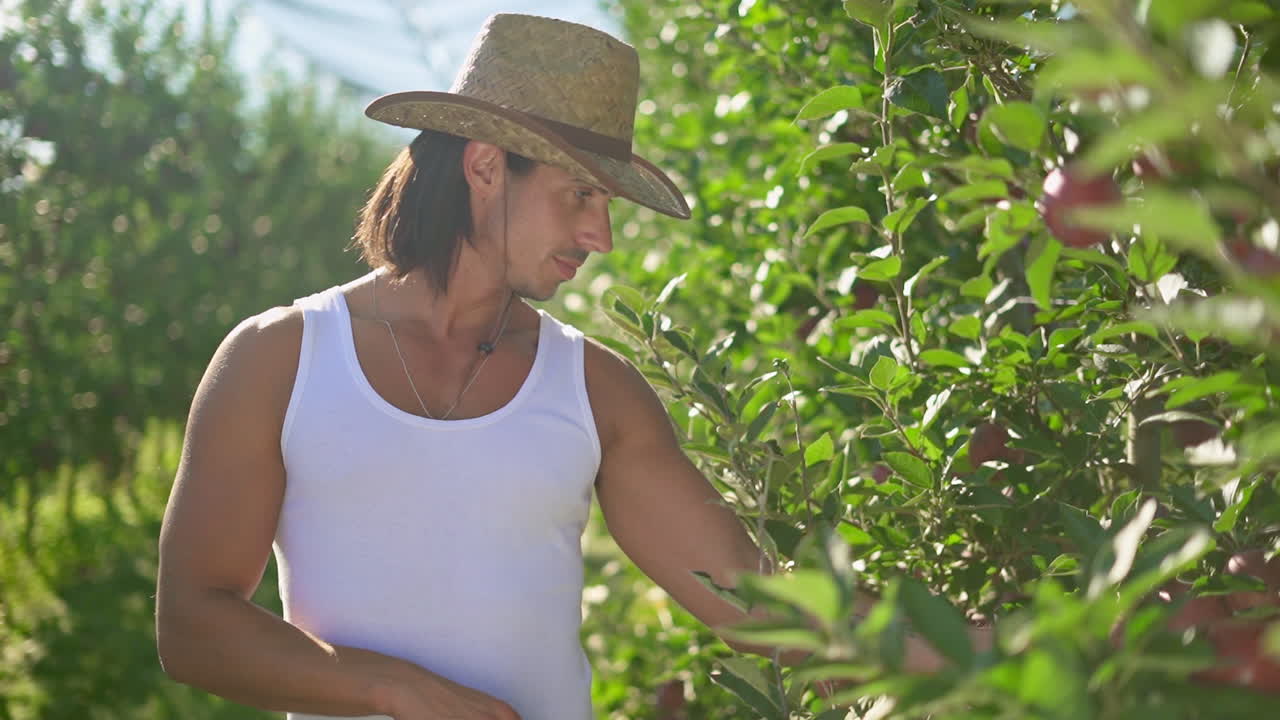 Man picking apples in a sunny orchard