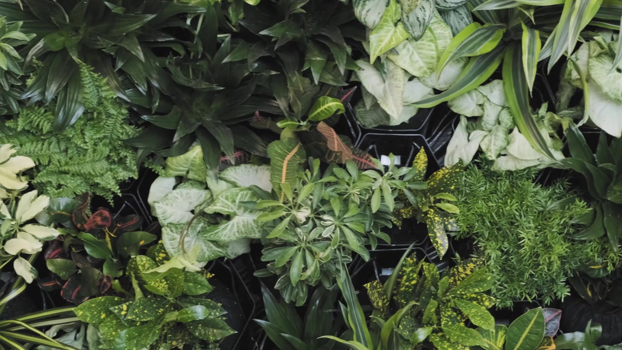 Beautiful sliding shot of a variety of different plants and flowers sitting beside one another
