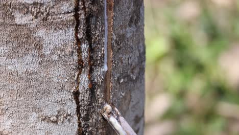 close-up of latex dripping from a rubber tree into a coconut bowl, highlighting natural rubber harvesting