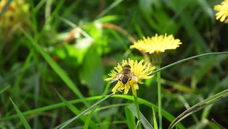abeja recogiendo polen en un ventoso día de primavera