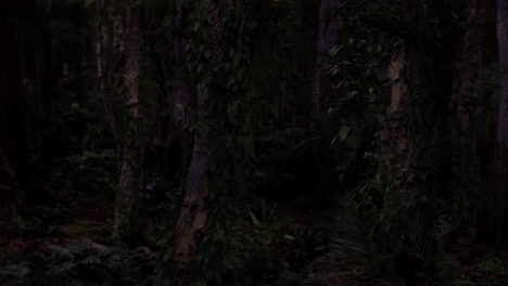 dense forest with towering trees and rich foliage in low light conditions