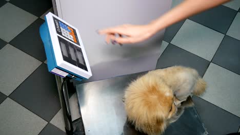shih tzu dog on scales after illness