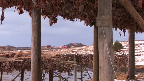 Fische-Werden-Auf-Den-Lofoten-Norwegen-Auf-Holzgestellen-Zum-Trocknen-Aufgehängt-1