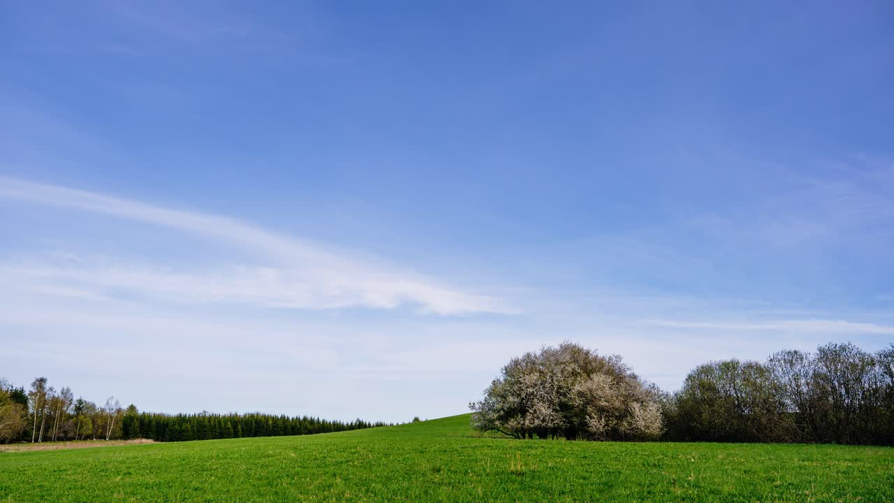 Blooming spring tree on green meadow hill under clear blue sky with soft moving clouds. Countryside timelapse from sunny day to evening