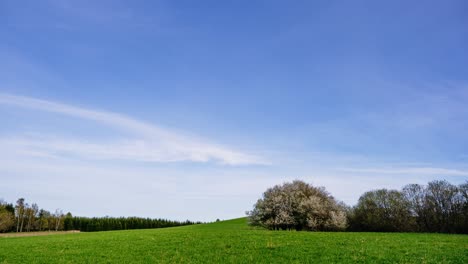 blooming spring tree on green meadow hill under clear blue sky with soft moving clouds. countryside timelapse from sunny day to evening