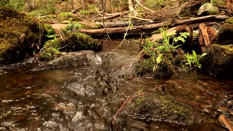 üppige-Moorvegetation