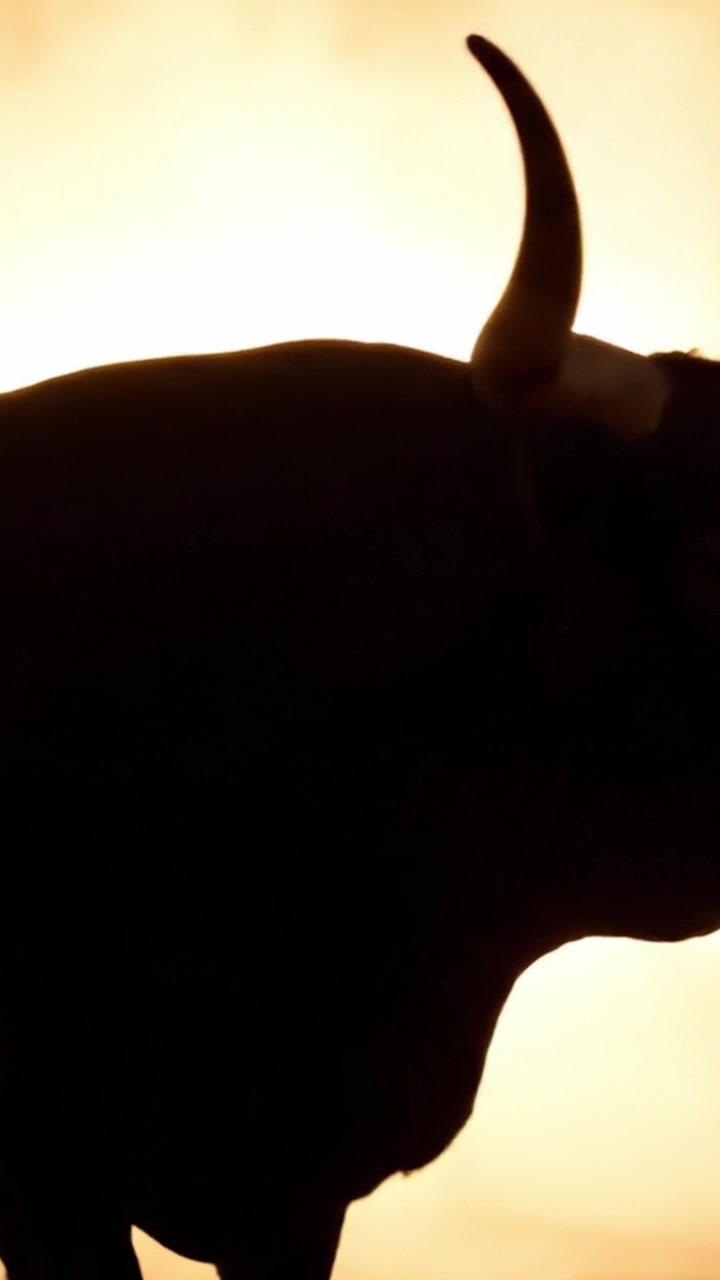Maestosa Silhouette di un Toro Contro un'Alba Dorata Vibrante, Catturando la Bellezza della Natura e la Maestosità Animale in un'Ambientazione Tranquilla.