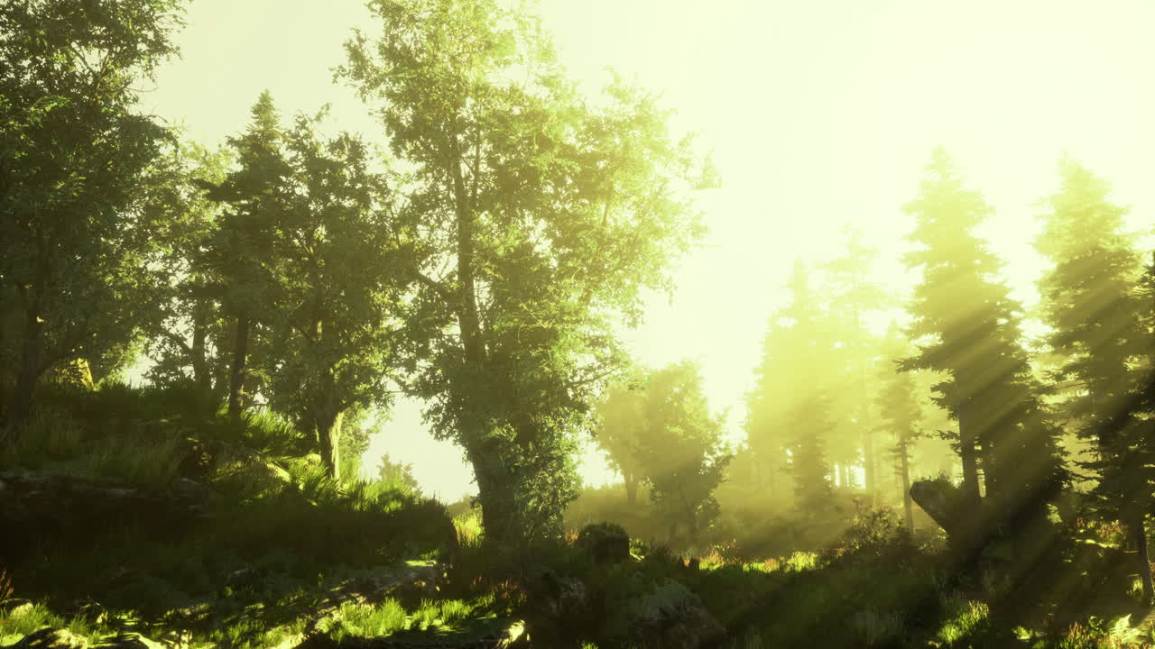 Sunlight streams through trees in a vibrant forest at golden hour