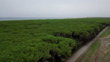 Bosques-De-Pinos-Pinares,-Playa-Toscana-Italia