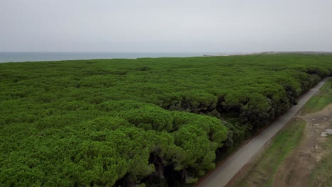 bosques de pinos pinos, playa toscana italia