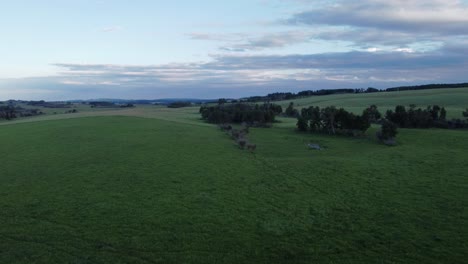 Bäume-Im-Feld-Näherten-Sich-Abend-Alberta-Kanada