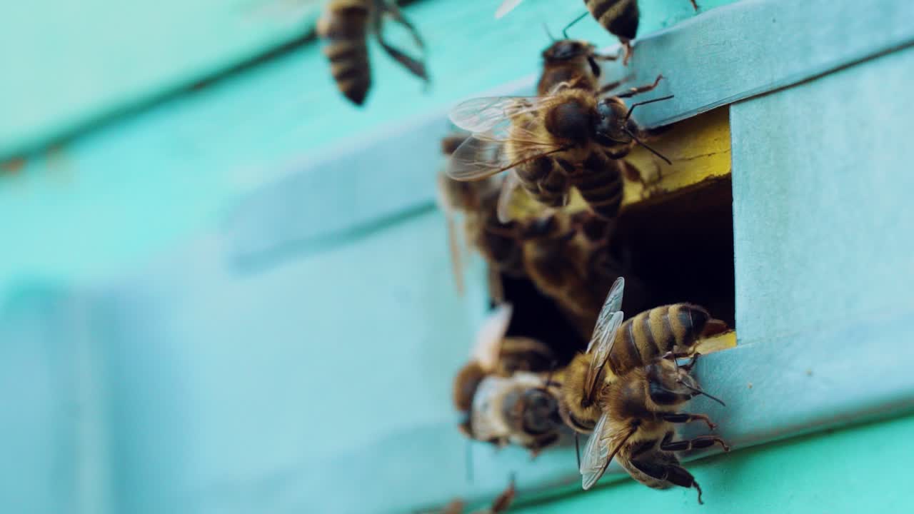 Slow motion of honey bees flying around beehive. An apiary in the summer.