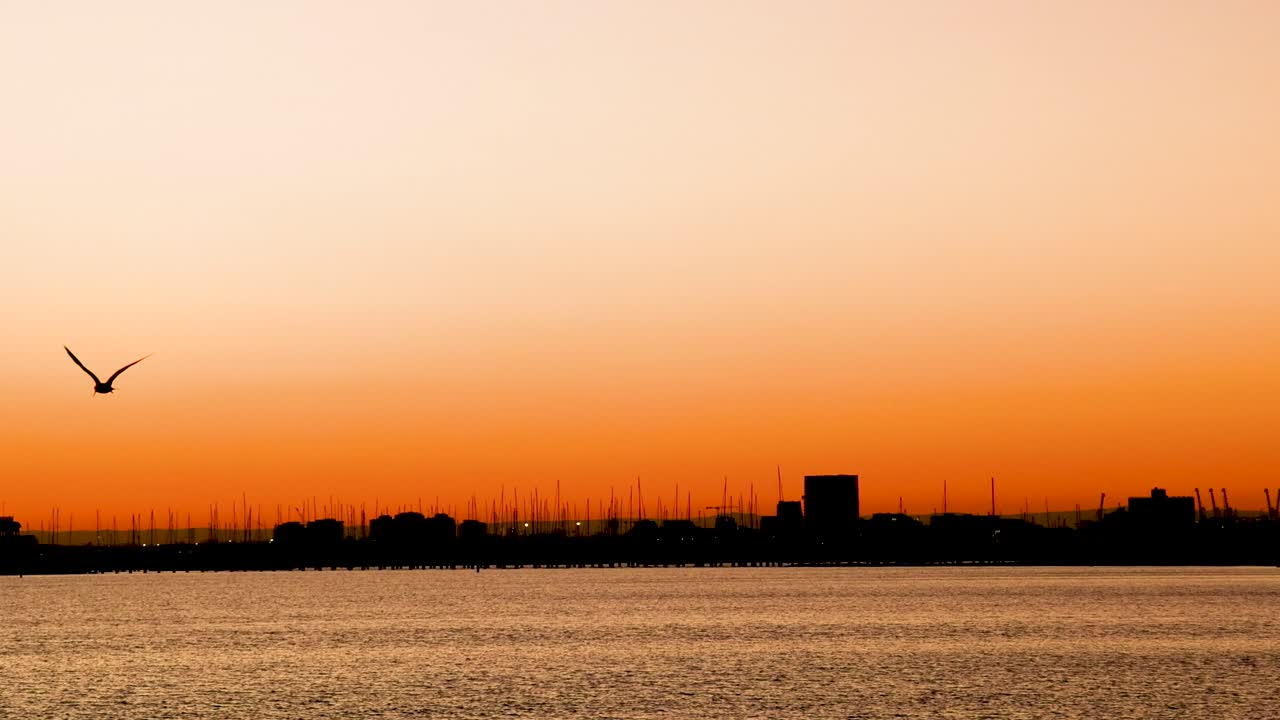 멜버른의 활기찬 일몰을 배경으로 바다 위를 우아하게 날아다니는 해파리는 조용하고 그림 같은 풍경을 만니다.