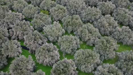 An-olive-tree-panoramic-image-typically-depicts-a-wide,-expansive-view-of-a-landscape-filled-with-olive-trees