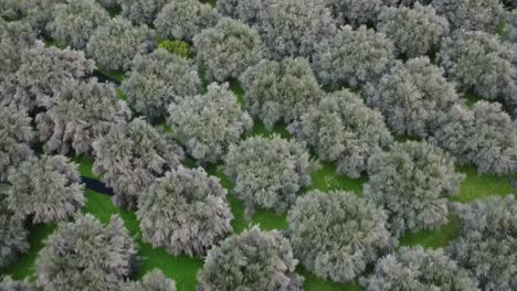 una imagen panorámica de un olivo generalmente representa una vista amplia y expansiva de un paisaje lleno de olivos