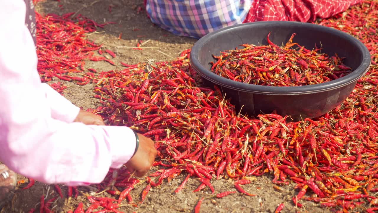 trabajadora migrante clasificando chiles rojos secos en una fábrica de especias, maharashtra, india