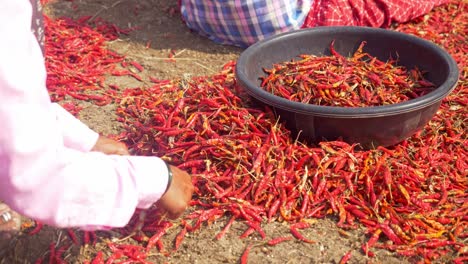 Trabajadora-Migrante-Clasificando-Chiles-Rojos-Secos-En-La-Fábrica-De-Especias,-Maharashtra,-India